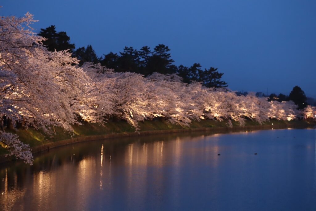 桜の写真です。