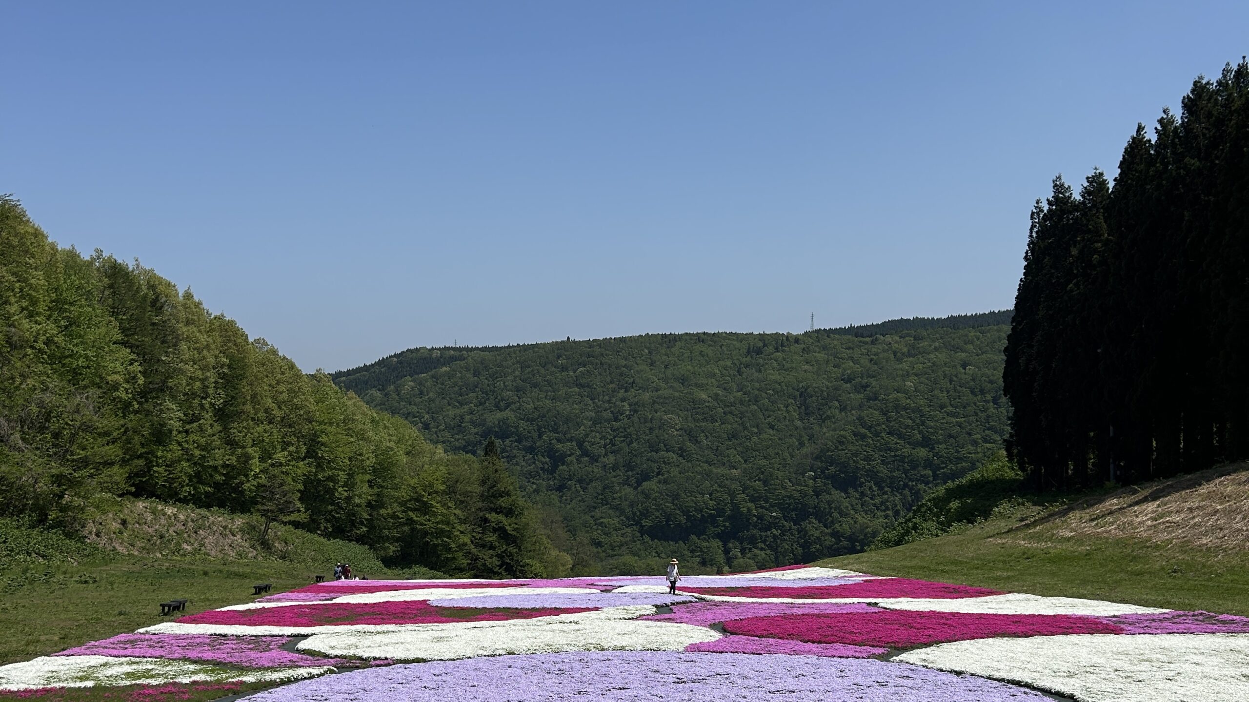 高校生テスト期間 〜奥入瀬の芝桜を添えて〜