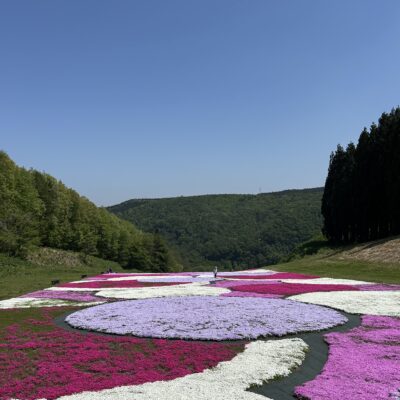高校生テスト期間 〜奥入瀬の芝桜を添...