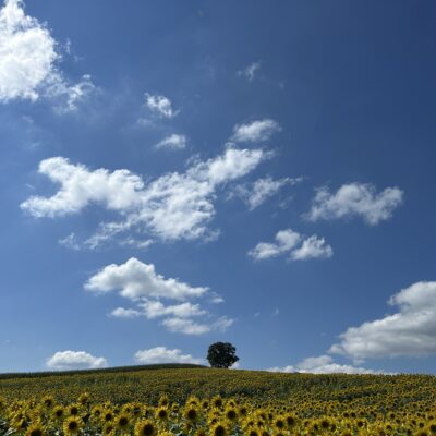 一戸のひまわり畑